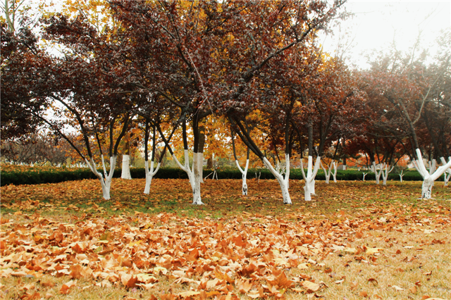 留住秋日浪漫！文登这7处区域落叶缓扫