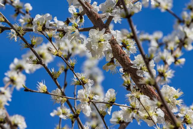 惊艳！北京十里堡桃花绽放，诉说春日浪漫
