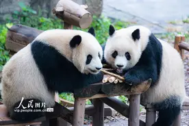 重庆：双胞胎大熊猫“渝可”“渝爱”软萌可爱图片