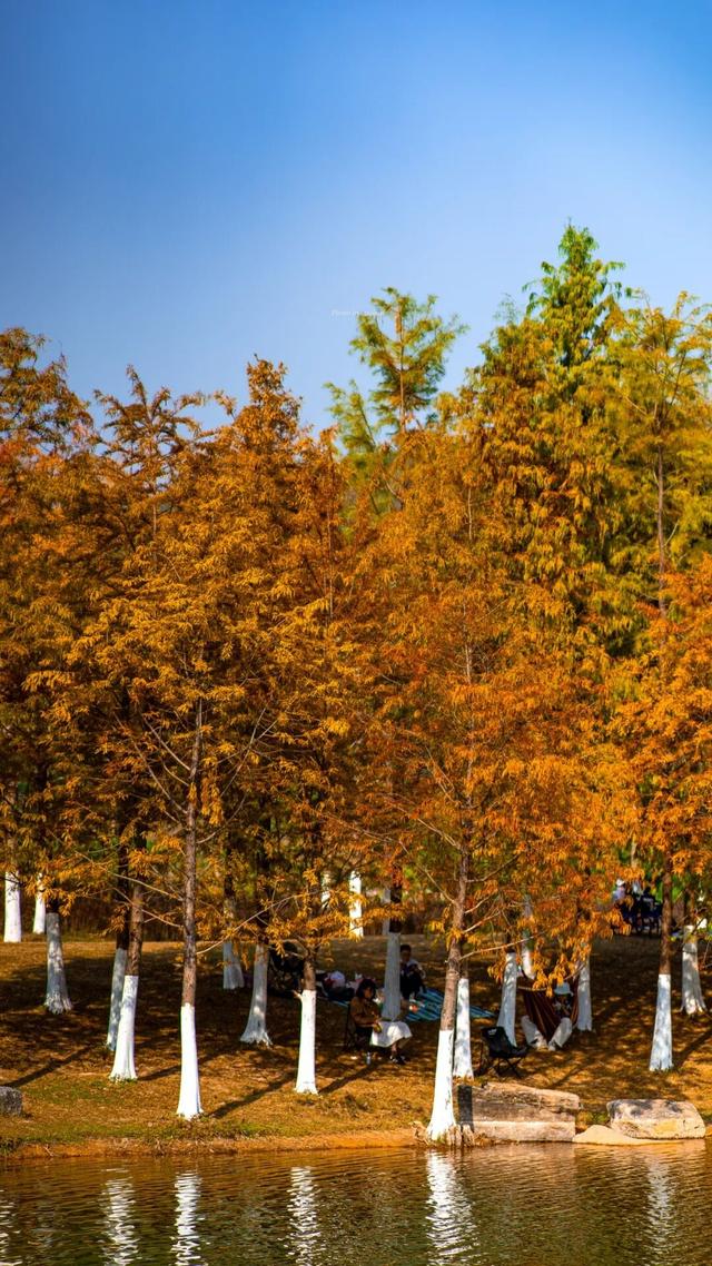 进入观赏期！东莞多处落羽杉，红了！