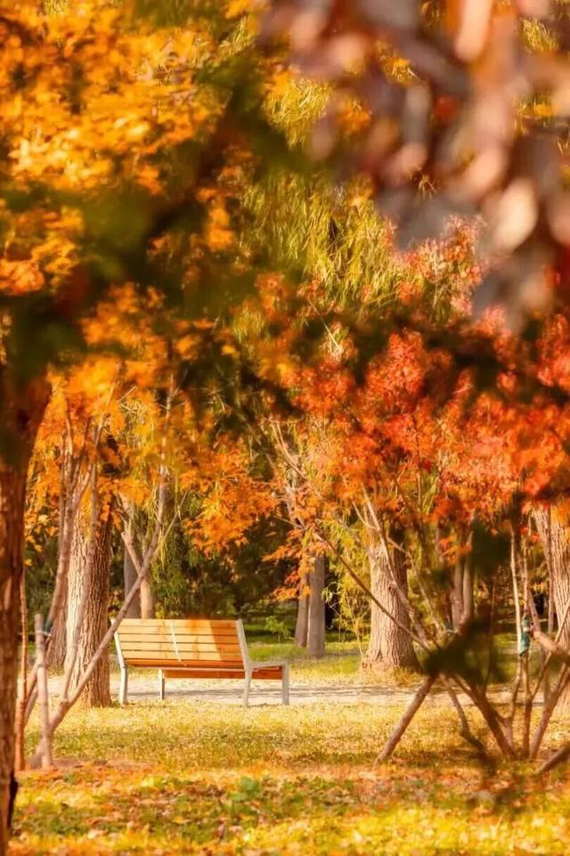 多彩京秋丨全市彩叶树变色率播报（2025.11.14）