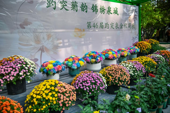 第46届趵突泉金秋菊展明天开幕！5大亮点抢先看