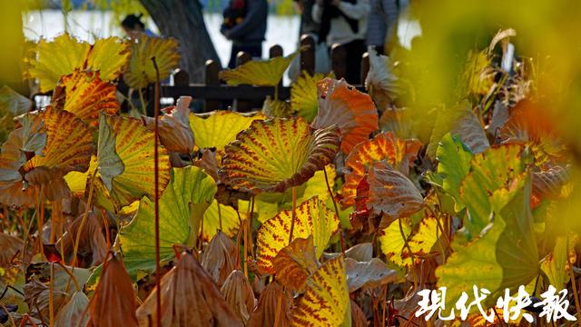 立冬遇秋浓，Citywalk解锁南京斑斓色
