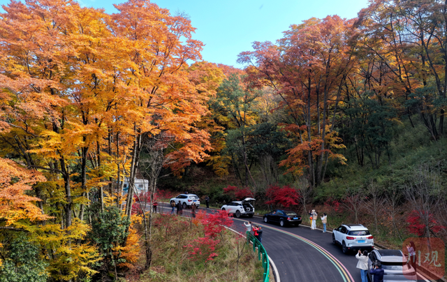 组图 | 是时候啦！旺苍彩林有“亿点点”美