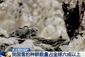 4500只！我国雪豹种群数量占全球六成以上图片