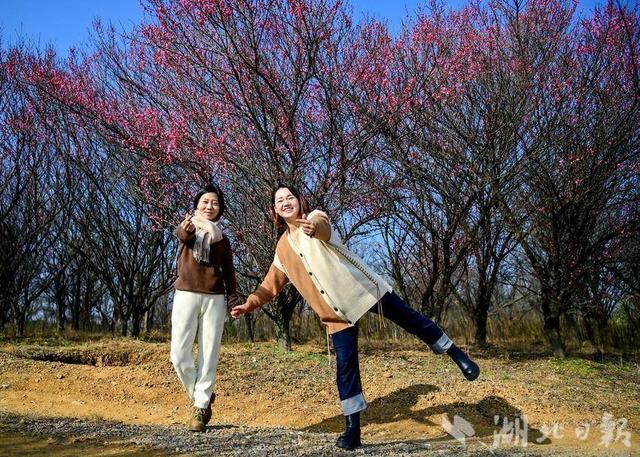 露营赏梅正当时 新洲花果山梅林初绽迎客