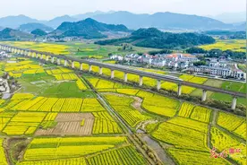 油菜花开春意浓图片