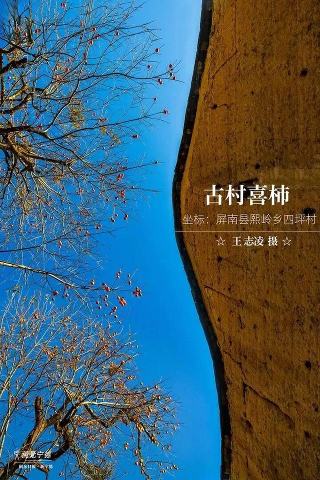 走！去屏南！这些柿子打卡点请收好→