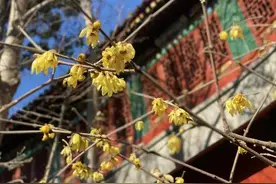 科普北海｜从自然到文化，探寻蜡梅之美图片
