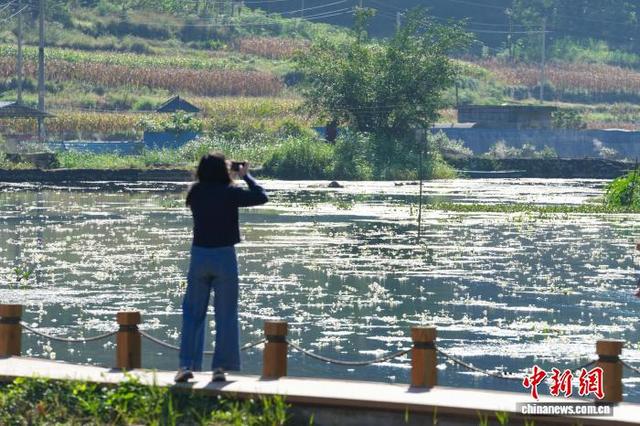 广西都安：澄江如练 花开如雪