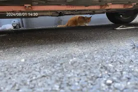 小区流浪猫怎么管？这些小区探索出了新方法图片