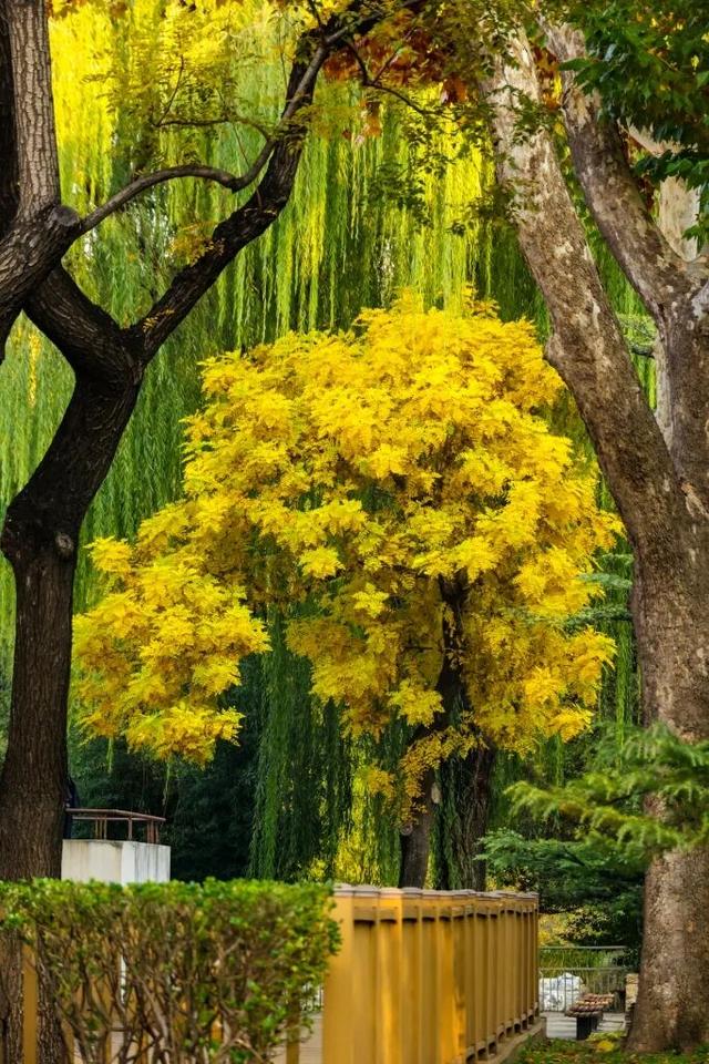 当立冬遇见金秋，北京动物园赏秋打卡攻略