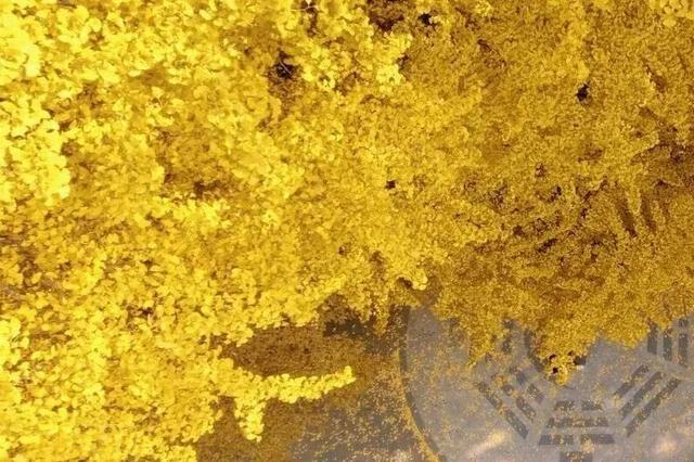 金灿灿！成都人的“顶流”上线，错过等一年！