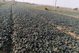 傲雪凌霜禁严寒，俯下身躯却高贵，随州“祖母绿蔬菜”泡泡青让农民种地享分红图片