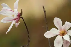 新民特稿｜宝华玉兰 迎接春天图片