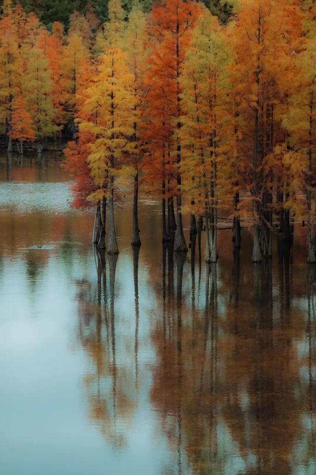 成都限定红！水杉最美季节上线，赶紧打卡！