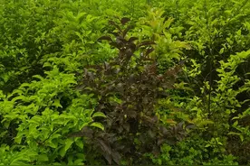 上新了茉莉！南京首次发现中华茉莉树全新变异株图片