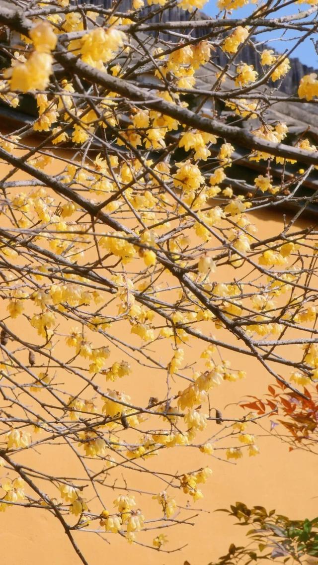 开了！开了！南湖，pong香！