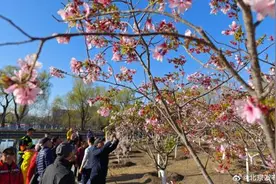 玉渊潭公园樱花观赏季开始啦！图片
