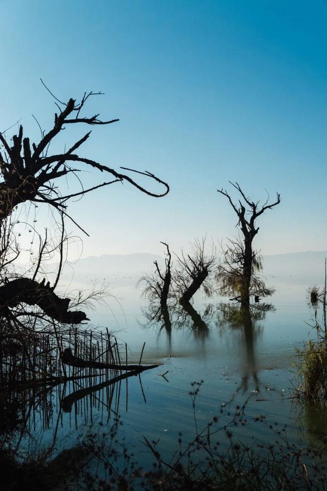 都是小众打卡点！在这些地方看海鸥，景美鸥多还诗意满满~