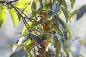 安徽旌德：山核桃开杆采收图片