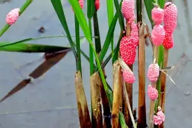 绝对不能吃！近期大量出现，寄生虫多达6000条图片