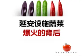 延安设施蔬菜爆火的背后图片