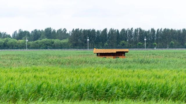 崇明这条生态研学路线，走起！