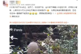 除夕夜，大熊猫“花花”被遗忘在外场！官方最新回应图片