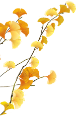 开始黄了，宋夹城“寻金季”正在上线！