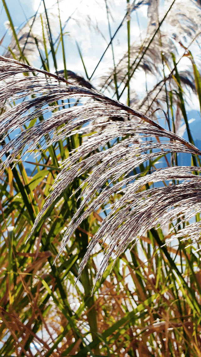 超出片！闽侯江滨这片芦苇荡美到心巴上