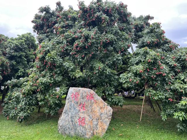 跟着《珠江》读懂增城(五)|探寻增城在珠江千年商脉中的独特定位