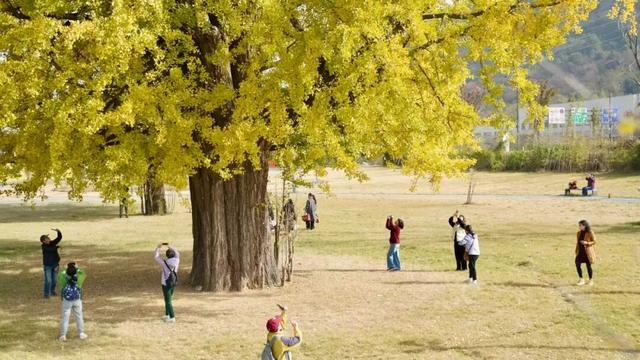 上千人蜂拥而至，杭州一棵树火遍全网！有人一大早开车赶过来：太值了