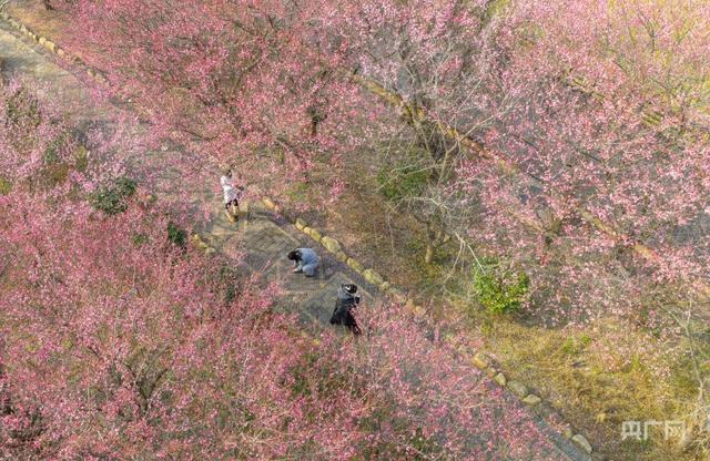 在梅香里邂逅一场诗意漫步！贵州施秉冬日“梅”景引客来