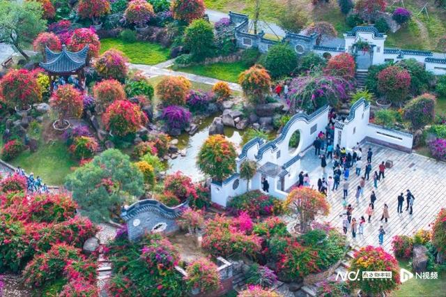 大雪节气后花城现花海！马岭观花植物园80亩三角梅盛花迎客