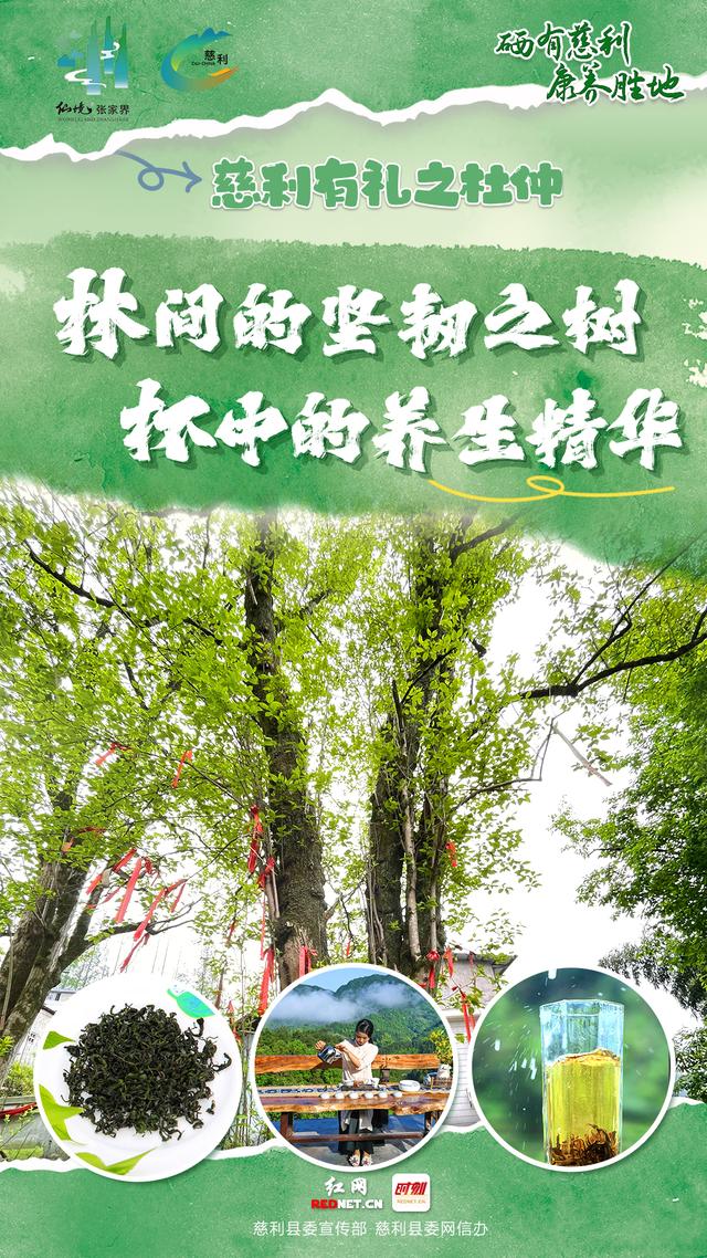 海报 | 慈利有礼 · 杜仲篇