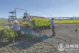 泉州首次引种“海水稻”喜获丰收 盐碱地今飘稻香图片