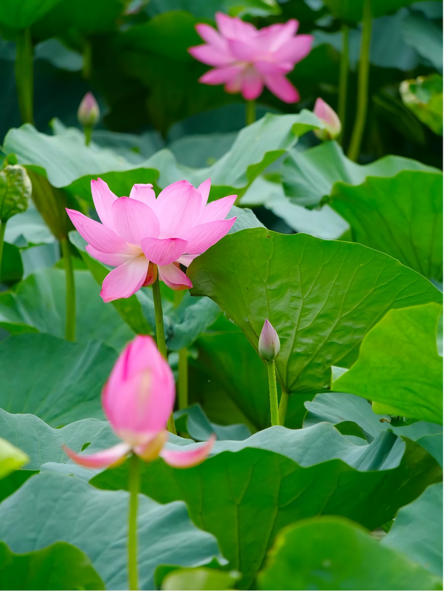 荷香四溢，共赏北京河湖之美