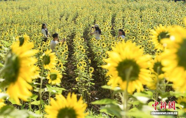 贵州松桃：油葵花开引客来