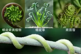 汉字历史——自然篇（荀）图片