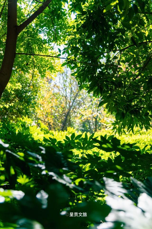 冬日呈贡洛龙公园，一天看尽四时之景