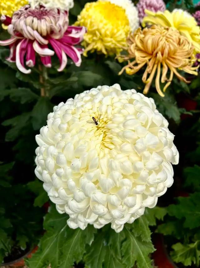 官宣！龙亭菊展延期！