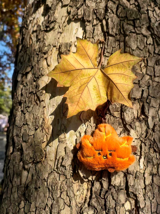“不如去看一棵树” | 寻初冬彩蛋 圆明园邀您来打卡