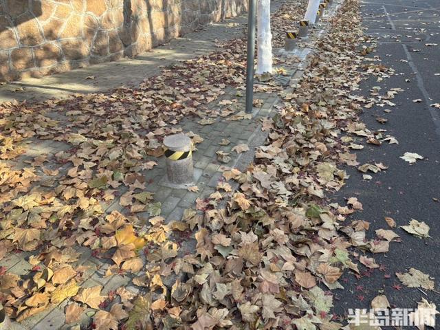 大风拂过八大关，落叶铺就冬日限定美景！