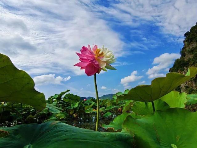 云游美丽中国 · 普者黑特辑