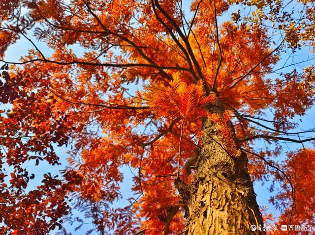 冬日水杉叶泛红，沂河岸边添美景