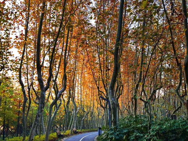 满目金黄！闵行这个公园落满秋声……