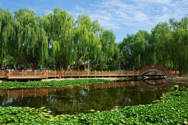 组图丨植物园里好清凉