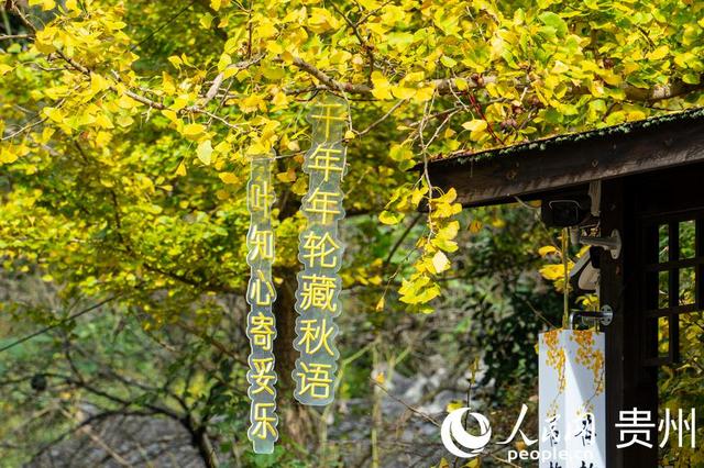 世界古银杏之乡迎来游学热