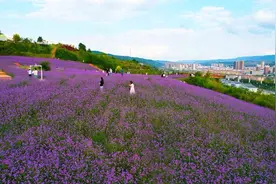 清水土蜂蜜—百花之精华 润人之肺腑图片